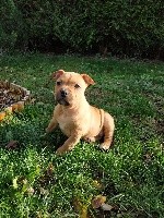 Des Gardiens De Hyena - American Staffordshire Terrier - Portée née le 15/09/2020