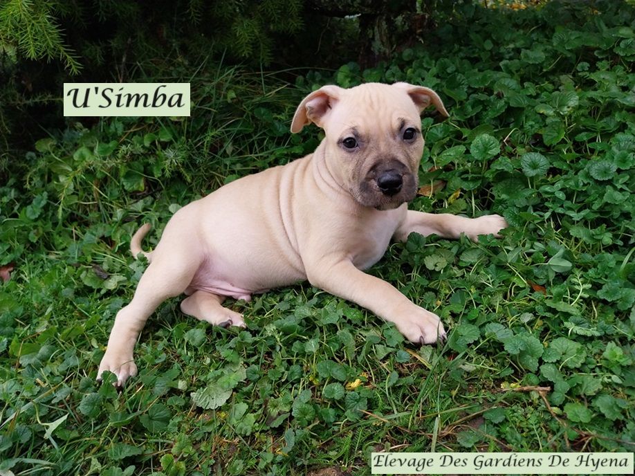 Des Gardiens De Hyena - American Staffordshire Terrier - Portée née le 26/09/2023