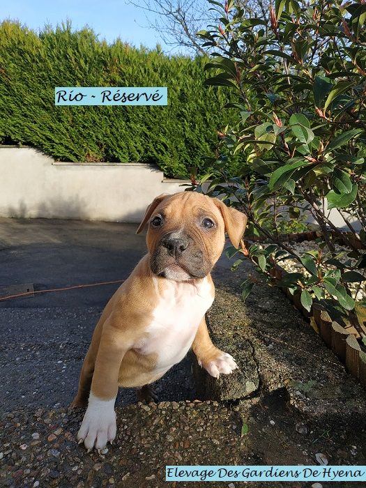Des Gardiens De Hyena - American Staffordshire Terrier - Portée née le 06/11/2020