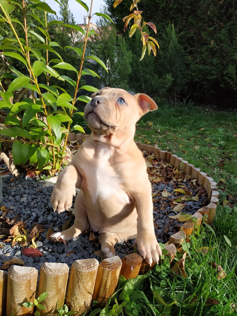 Des Gardiens De Hyena - American Staffordshire Terrier - Portée née le 15/09/2020