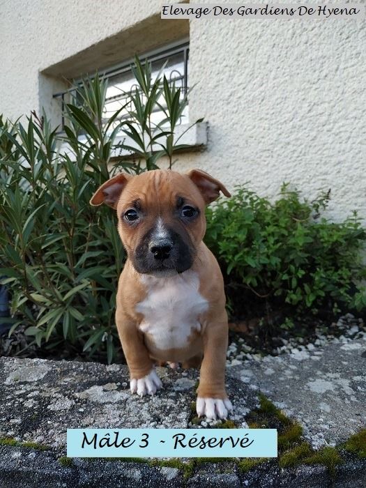 Des Gardiens De Hyena - American Staffordshire Terrier - Portée née le 09/11/2019