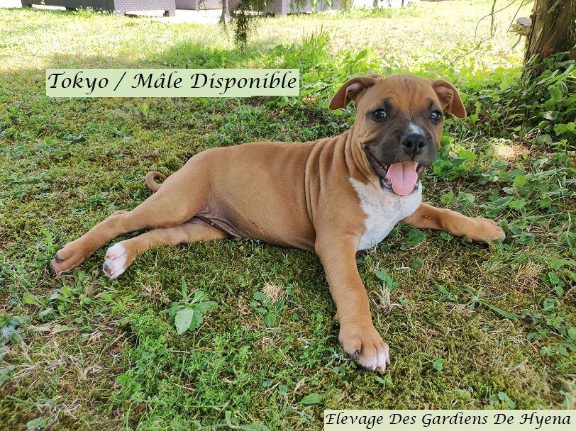 Des Gardiens De Hyena - American Staffordshire Terrier - Portée née le 11/04/2022